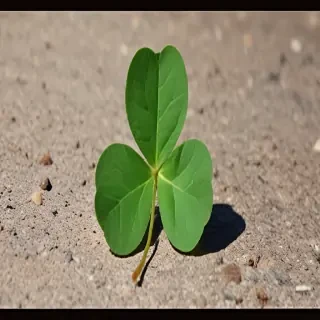 4 leaf clover