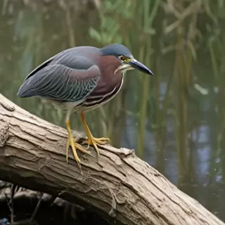 green heron