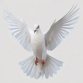 dove png
