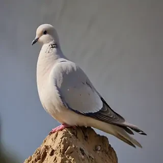 dove bird