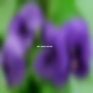 violets png