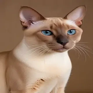tonkinese breed
