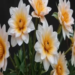 aesthic flower