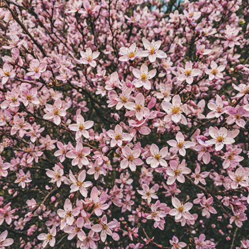 spring iphone background