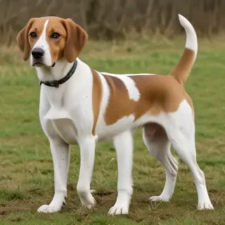 english foxhound