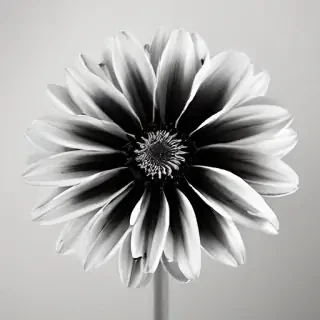 flower images black and white