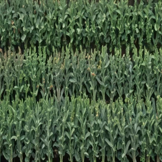 sage green images