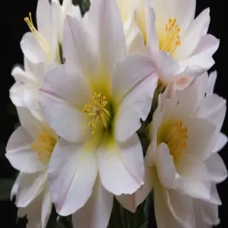 aesthic flower