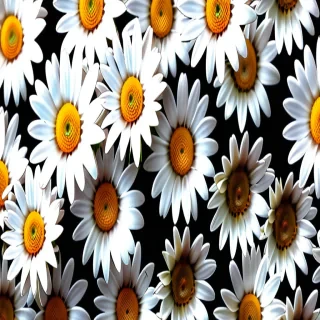 daisy wallpaper iphone