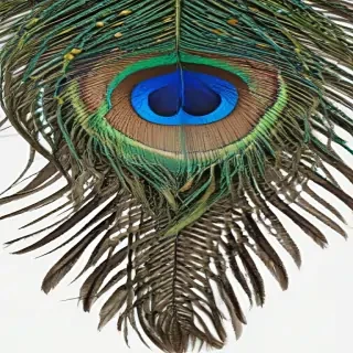 peacock feather png