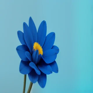 blue background flower