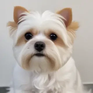 chantilly tiffany breed