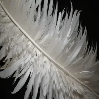 feather design