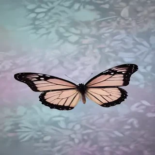 butterfly back ground