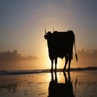 cow silhouette