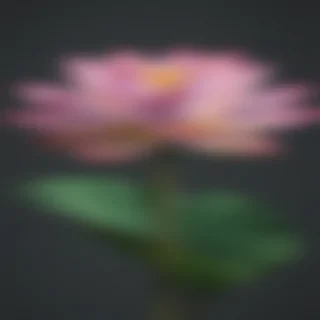 lotus flower png