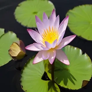 water lily png