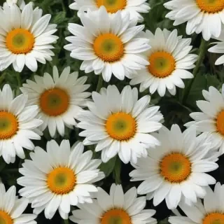 daisy flower wallpaper