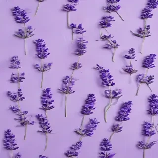 lavender background