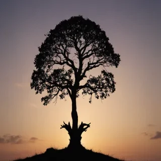 tree silhouette png