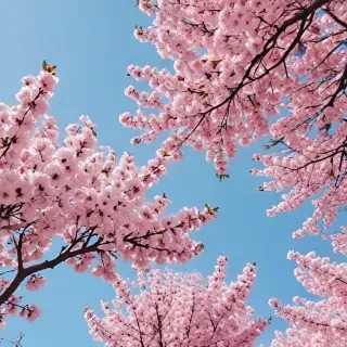 spring aesthetic wallpaper