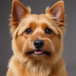 australian terrier dog breed