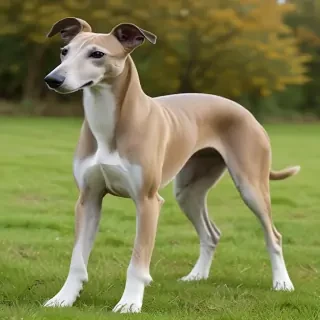greyhound dog breed