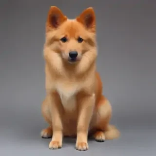 xiasi dog breed