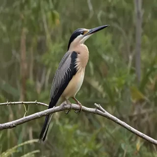 florida birds