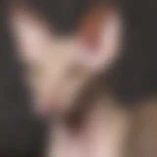 peterbald breed