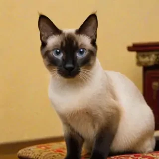 thai old style siamese cat breed