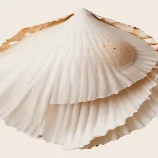 seashell png