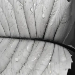 leaf white and black