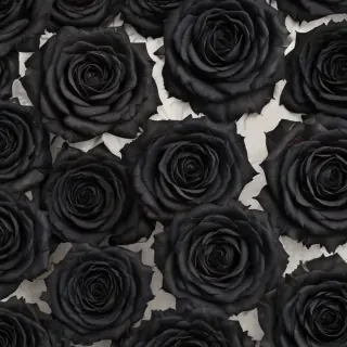 black roses background