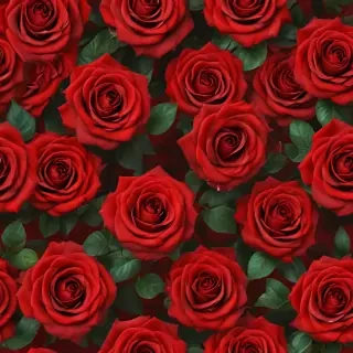 red rose background