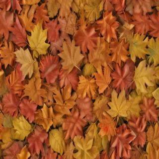fall leaves aesthetic