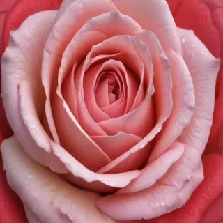rose outline