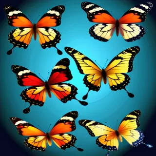 butterflies png