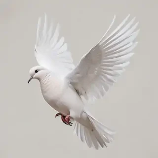 png dove