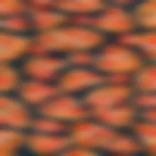 pizza clipart transparent background