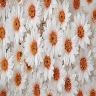 flower on white background