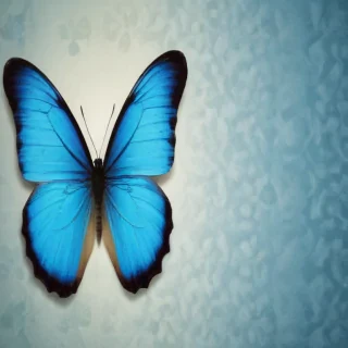 blue butterfly background