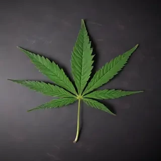 marijuana leaf