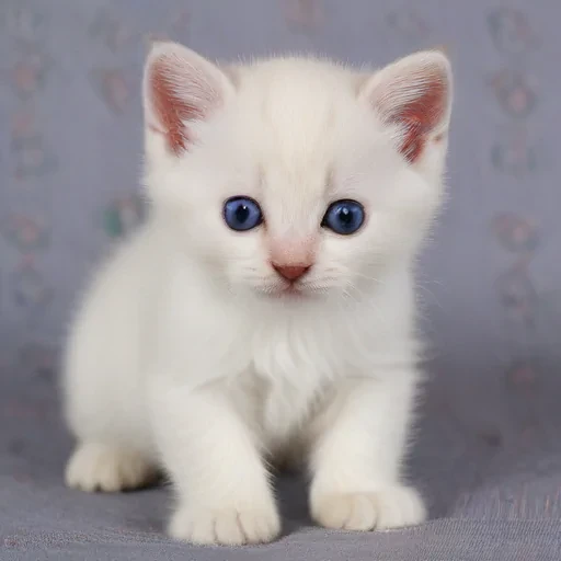 kitten wallpaper