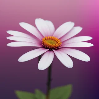 flower with transparent background