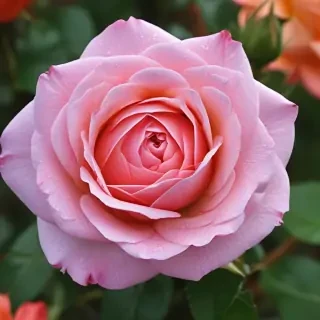 full screen rose wallpaper hd