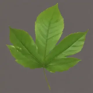 leaf png transparent