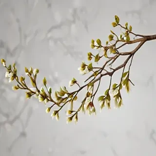 png branches