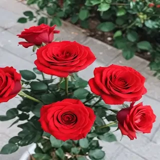 red roses aesthetic