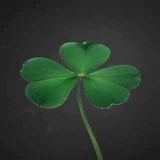 clover png
